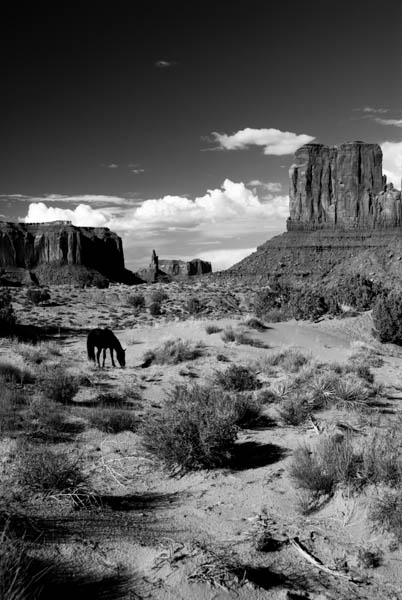 B & W Horse Monument Valley